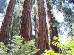 sequoia-1040998_1920